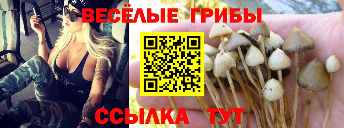 Саратов  Псилоцибиновые грибы прущие грибы  Вход с VPN 